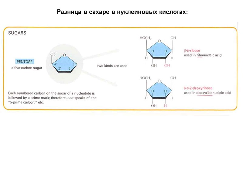 Разница в сахаре в нуклеиновых кислотах: